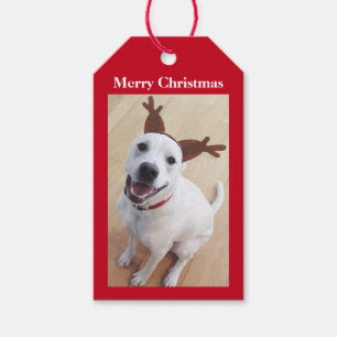 Cute Smiling White Reindeer Puppy Dog Christmas Gift Tags