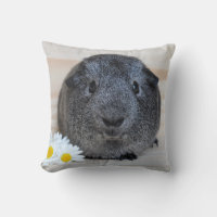 Cute Smooth, Silver Agouti Guinea Pig and Daisies