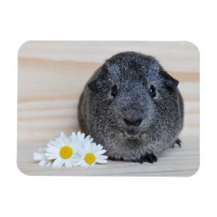 Cute Smooth, Silver Agouti Guinea Pig and Daisies Magnet