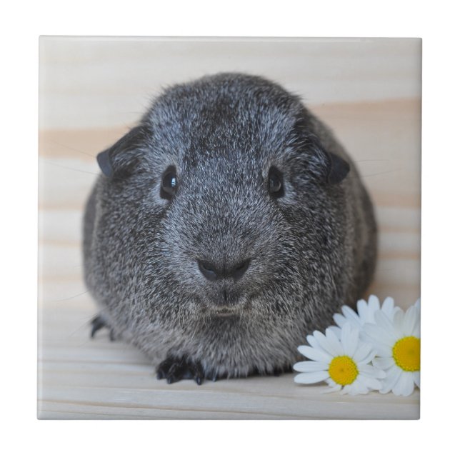 Cute Smooth, Silver Agouti Guinea Pig and Daisies Tile (Front)