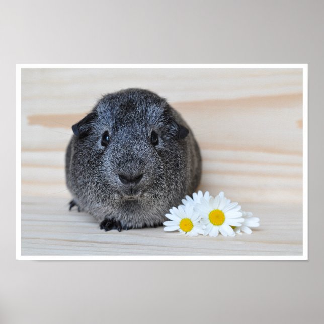 Cute, Smooth, Sliver Agouti Guinea Pig and Flowers Poster (Front)