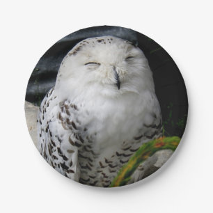 Cute Snowy Owl Paper Plate
