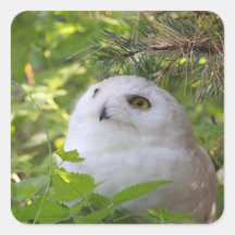 Cute Snowy Owl