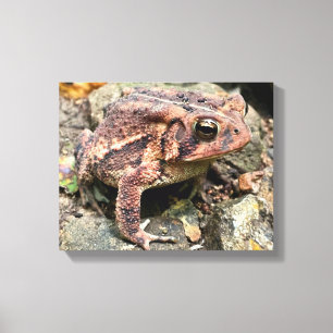 Cute Southern Toad Close-Up Canvas Print