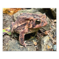 Cute Southern Toad Close-Up
