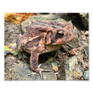Cute Southern Toad Close-Up Photo Print