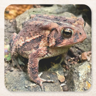 Cute Southern Toad Close-Up Square Paper Coaster