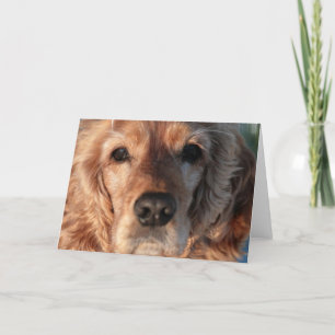 Cute Spaniel Greeting Card