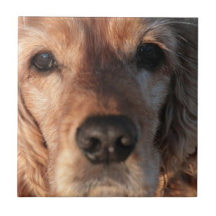 Cute Spaniel Tile