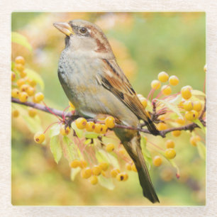 Cute Sparrow on a Branch of Yellow Berries Glass Coaster