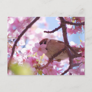 cute sparrow on the cherry tree postcard
