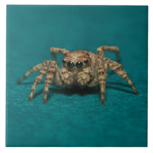 Cute Spider Big Eyes Photo Tile
