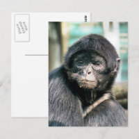CUTE SPIDER MONKEY
