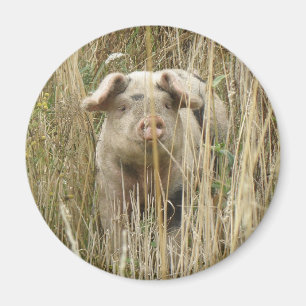 Cute Spotty Pig Magnet
