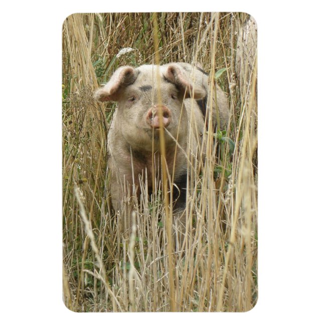 Cute Spotty Pig Premium Magnet (Vertical)