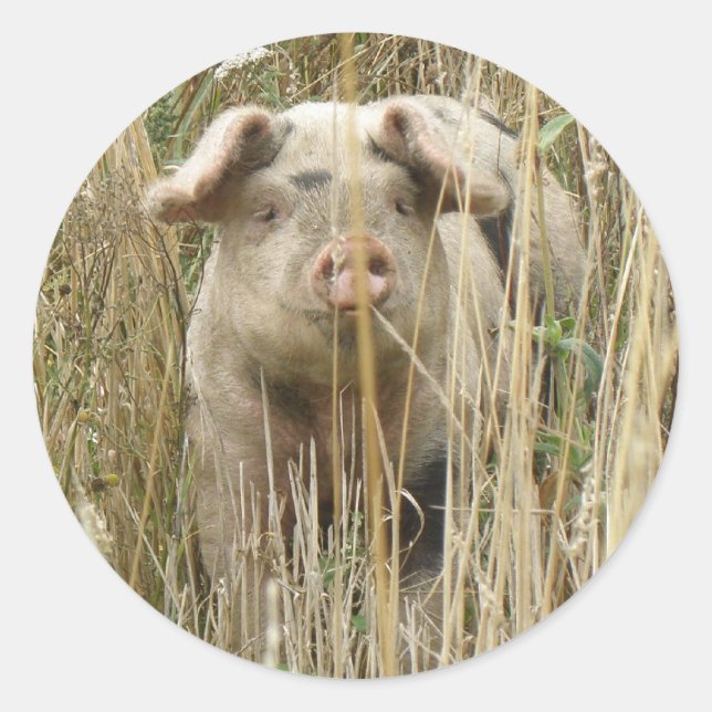 Cute Spotty Pig Sticker (Front)
