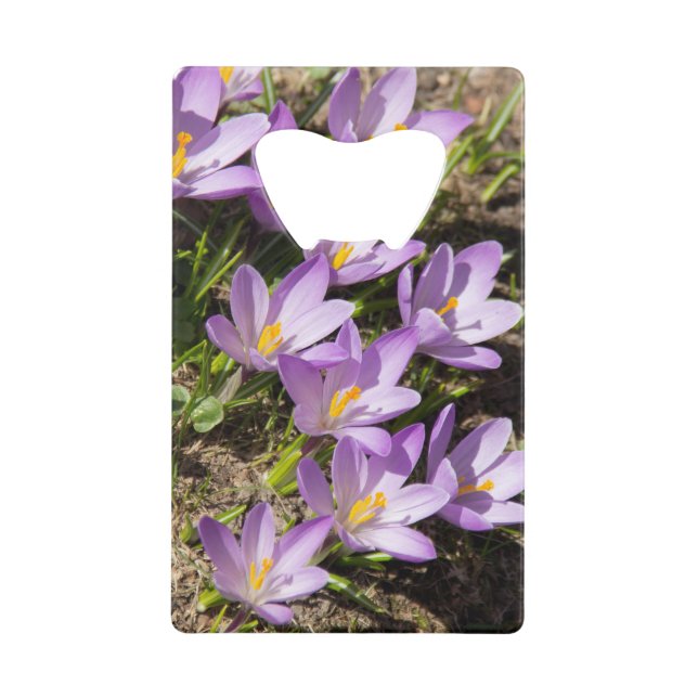 Cute spring crocuses (Front)