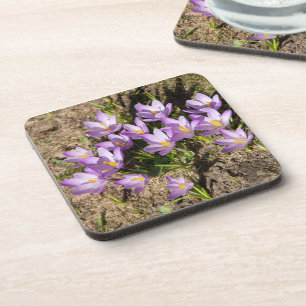 Cute spring crocuses coaster