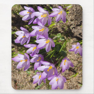 Cute spring crocuses mouse pad
