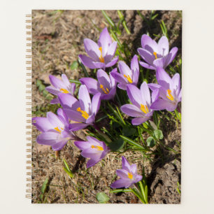 Cute spring crocuses planner