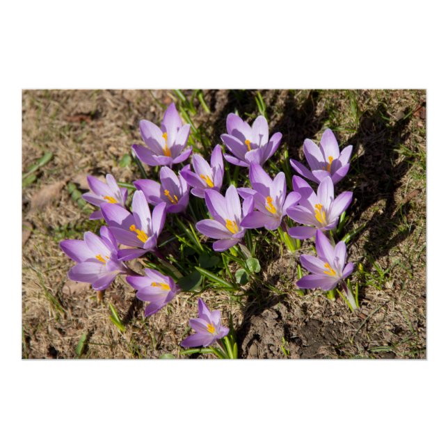 Cute spring crocuses poster (Front)