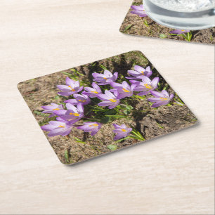Cute spring crocuses square paper coaster