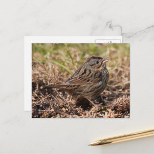 Cute Spunky Lincoln's Sparrow Songbird Postcard