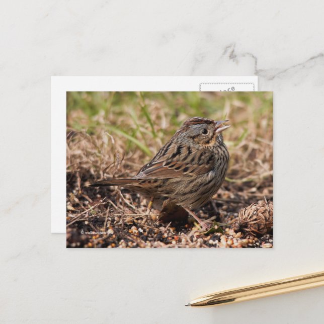Cute Spunky Lincoln's Sparrow Songbird Postcard (Front/Back In Situ)