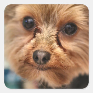 Cute square sticker