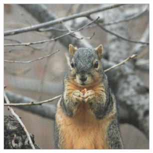 Cute squirrel and his nut fabric