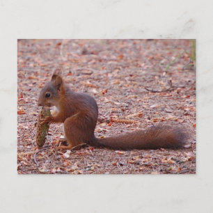 Cute Squirrel Card