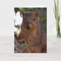 Cute Squirrel Close Up Nature Photography