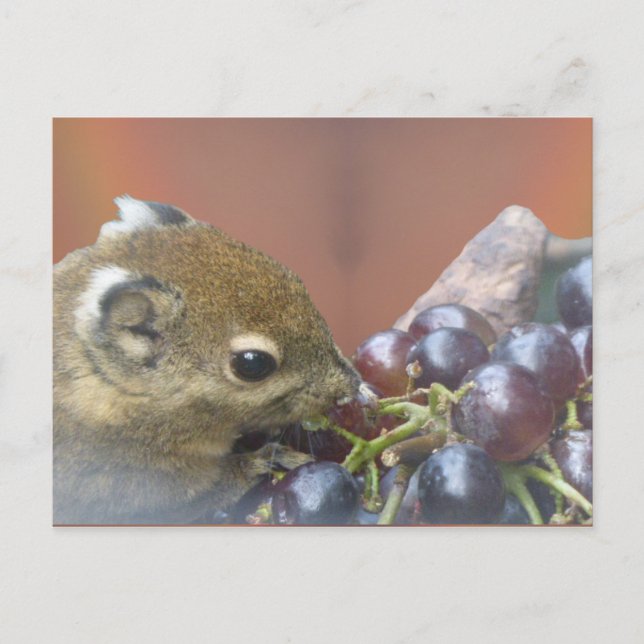 Cute Squirrel DIY Postcard (Front)