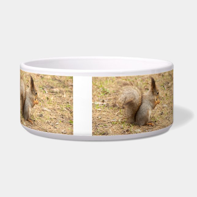 Cute squirrel eats a nut photo (Right)