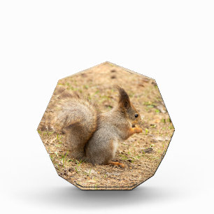 Cute squirrel eats a nut photo block