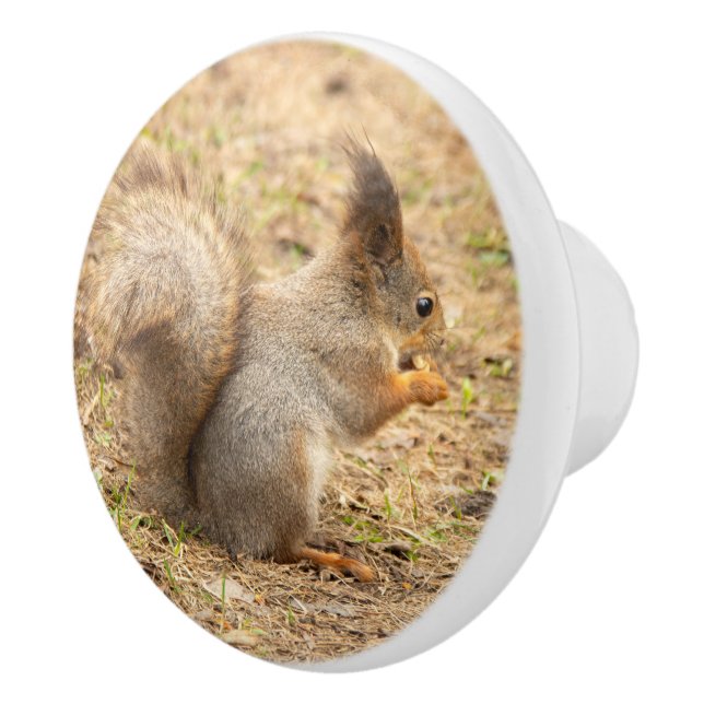 Cute squirrel eats a nut photo ceramic knob (Right)