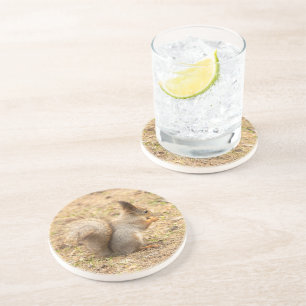 Cute squirrel eats a nut photo coaster