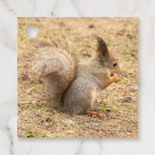Cute squirrel eats a nut photo favour tags