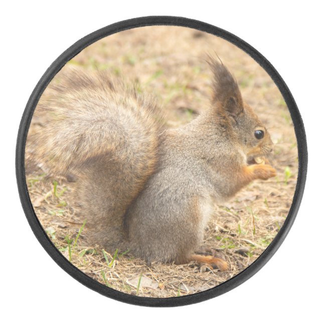 Cute squirrel eats a nut photo hockey puck (Front)
