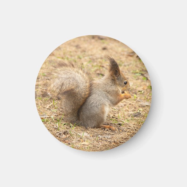 Cute squirrel eats a nut photo magnet (Front)