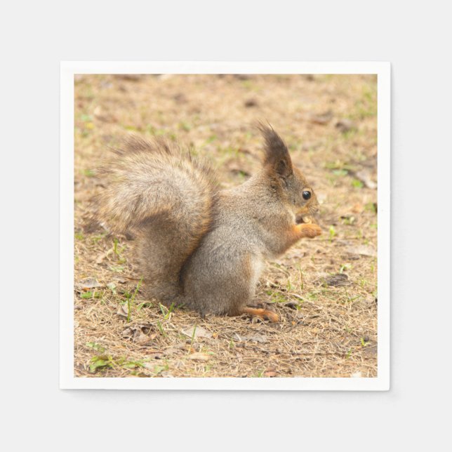 Cute squirrel eats a nut photo napkin (Front)