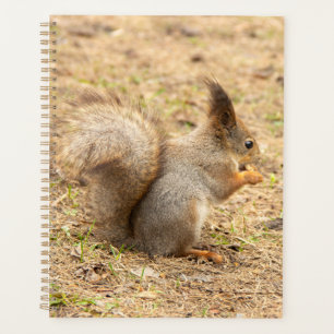 Cute squirrel eats a nut photo planner