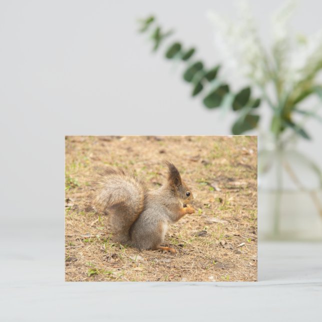 Cute squirrel eats a nut photo postcard (Standing Front)