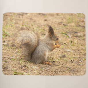 Cute squirrel eats a nut photo sherpa blanket