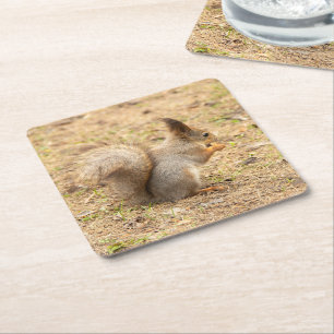 Cute squirrel eats a nut photo square paper coaster
