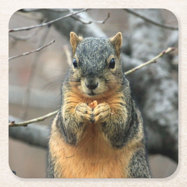 Cute Squirrel Having a Snack Square Paper Coaster (Front)