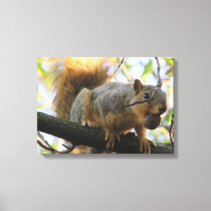 Cute Squirrel Holding a Nut Photography Canvas Art