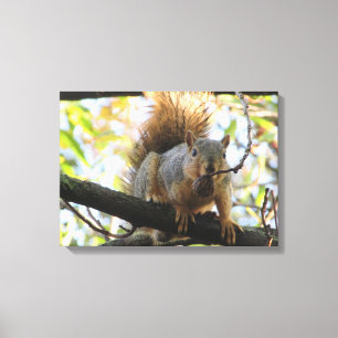 Cute Squirrel Holding a Nut Photography Canvas Art