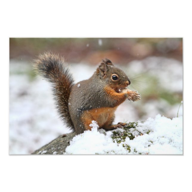 Cute Squirrel in the Snow Photo Print (Front)