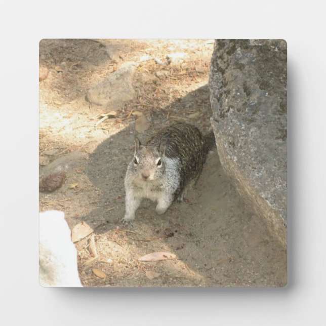 Cute Squirrel in Yosemite, CA Plaque (Front)
